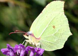 zoom 45 ko