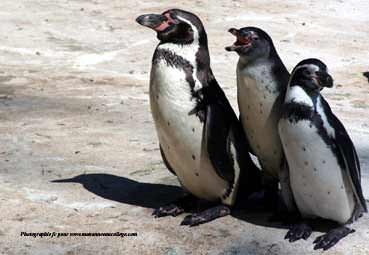 zoom 80 Ko